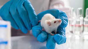 Ethics of Animal Testing